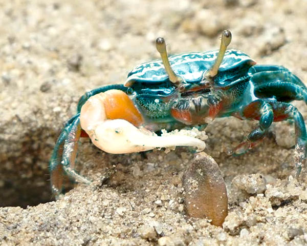 Cuál es el cangrejo más peligroso